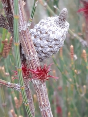 Allocasuarina paludosa