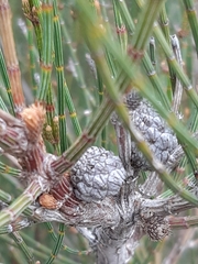 Allocasuarina paludosa