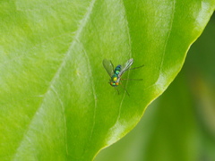 Chrysosoma globiferum