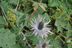 Eryngium alpinum