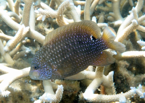 Blunt snout gregory (Stegastes punctatus) — Pomacentridae — 2