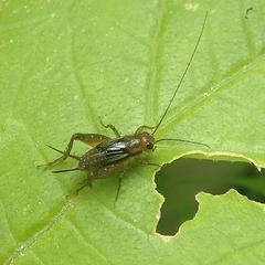 Grylloidea
