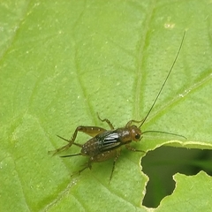 Grylloidea