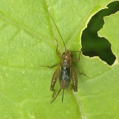 Grylloidea