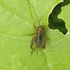 Grylloidea
