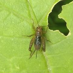 Grylloidea