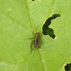 Grylloidea