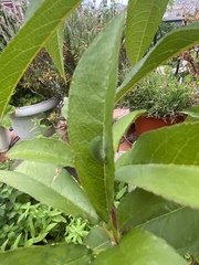 Iphiclides feisthamelii