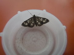 Anania coronata