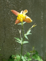 Aquilegia desertorum