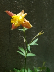 Aquilegia desertorum