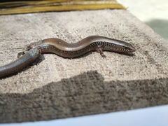 Riopa albopunctata