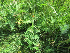 Tragopogon sibiricus