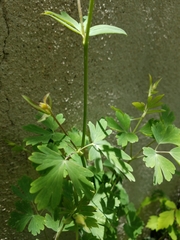 Aquilegia desertorum