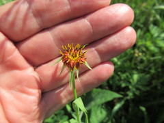 Tragopogon sibiricus
