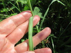 Tragopogon sibiricus