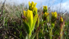 Castilleja levisecta