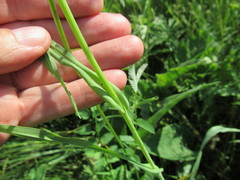 Tragopogon sibiricus