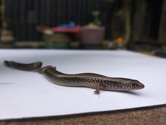 Riopa albopunctata
