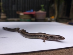 Riopa albopunctata