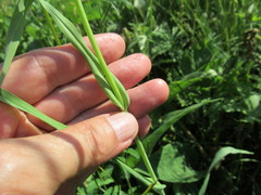 Tragopogon sibiricus
