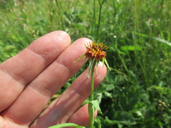 Tragopogon sibiricus