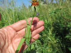 Tragopogon sibiricus