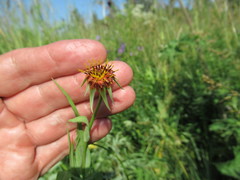 Tragopogon sibiricus