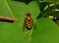 Syrphus ribesii