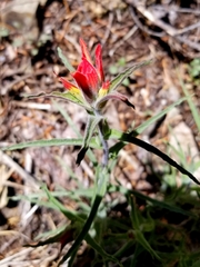 Castilleja pruinosa