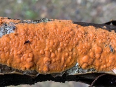 Peniophora aurantiaca