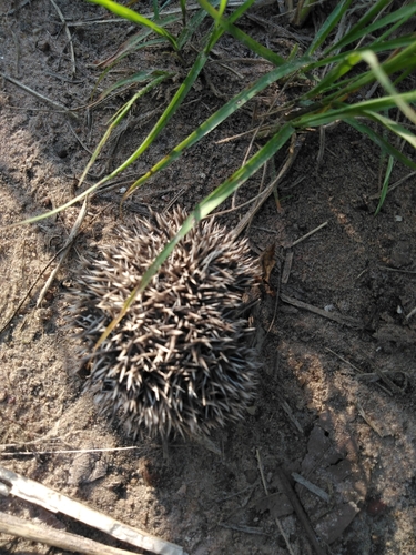 Four-toed Hedgehog