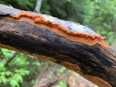 Peniophora aurantiaca