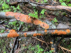 Peniophora aurantiaca