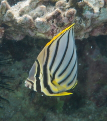 Chaetodon meyeri