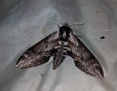 Sphinx gordius