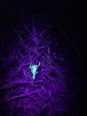 Serradigitus gertschi