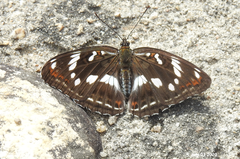 Limenitis sydyi