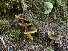 Cortinarius clandestinus