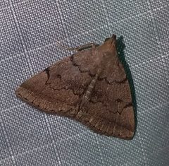 Zanclognatha dentata