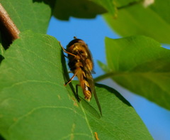 Syrphus ribesii