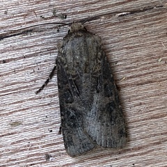 Agrotis segetum