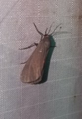 Virbia laeta