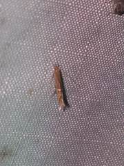 Cosmopterix fernaldella