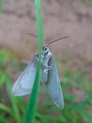 Lithostege farinata
