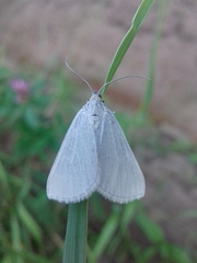 Lithostege farinata