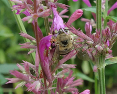 Amegilla garrula