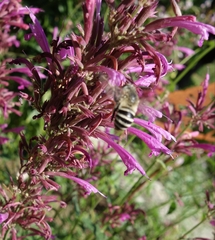 Amegilla garrula