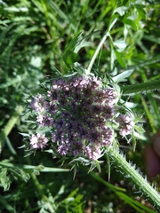 Daucus carota