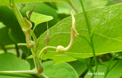 Aristolochia contorta